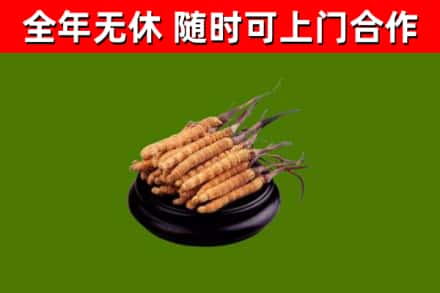 铜梁区回收冬虫夏草