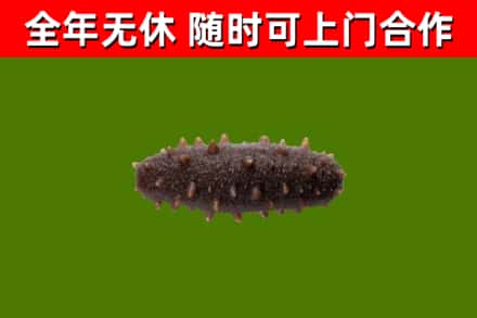 铜梁区回收海参干